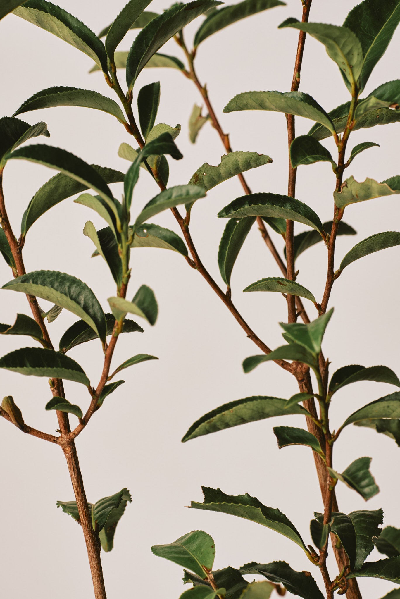 All Matcha Collection — NAKAI