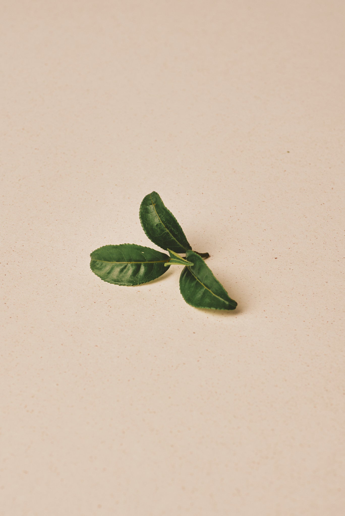 Fresh Japanese green tea leaf, matcha source ingredient, NAKAI organic tea from Japan