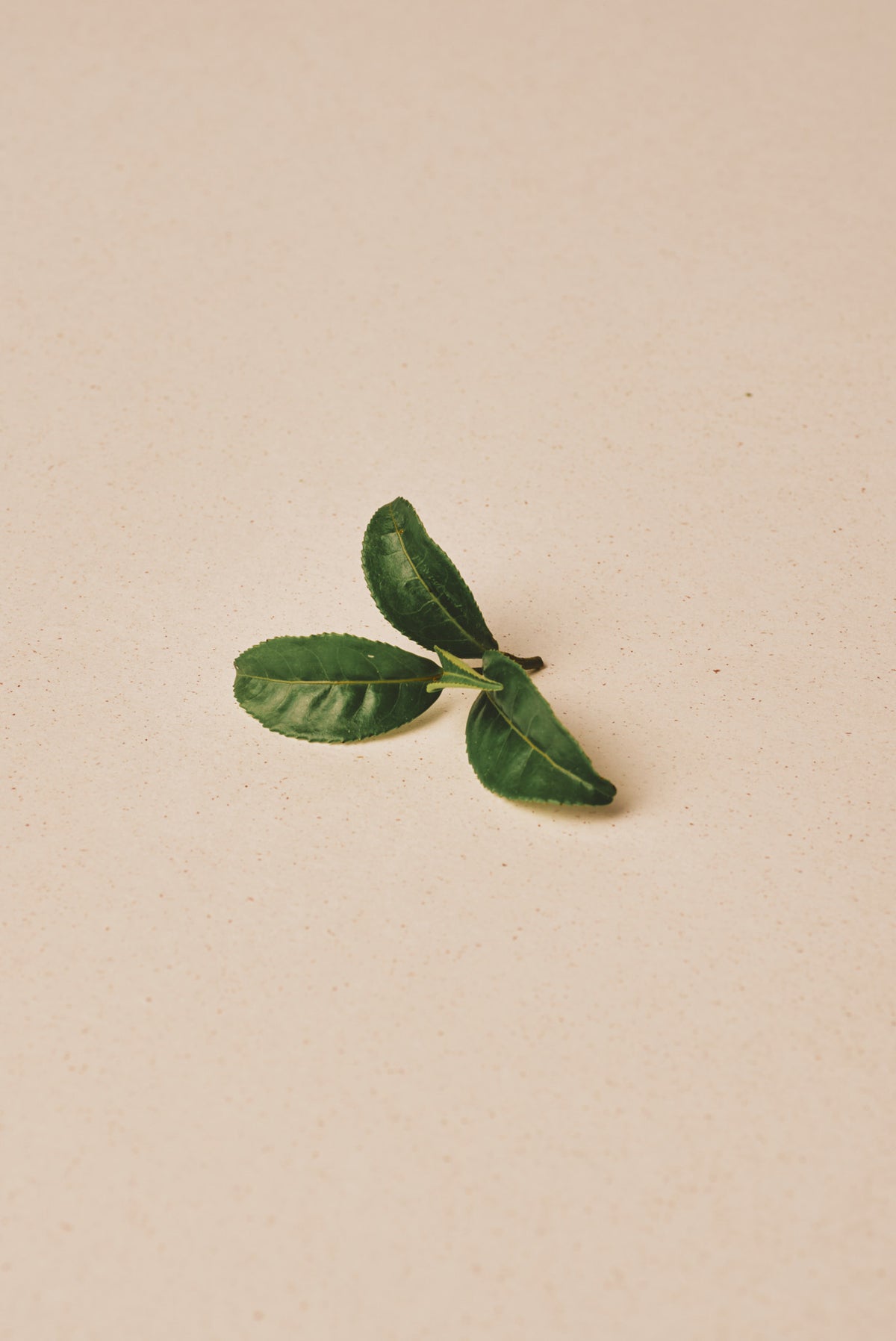 Fresh green tea leaves - Japanese matcha ingredient by NAKAI