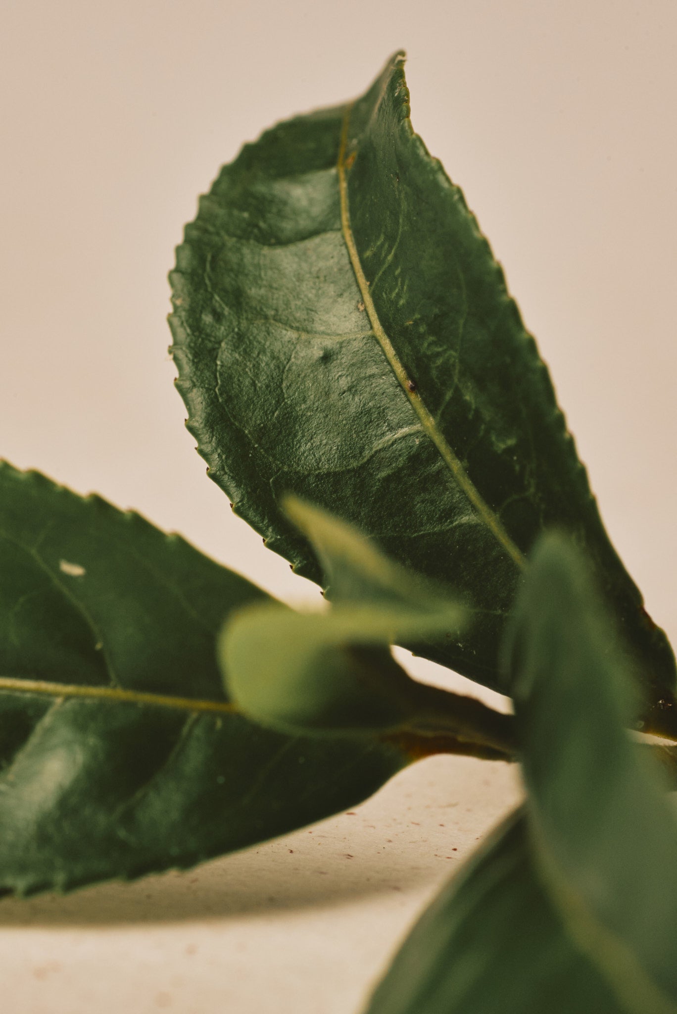 十六 JU-ROKU (16) & 四 SHI (4) 